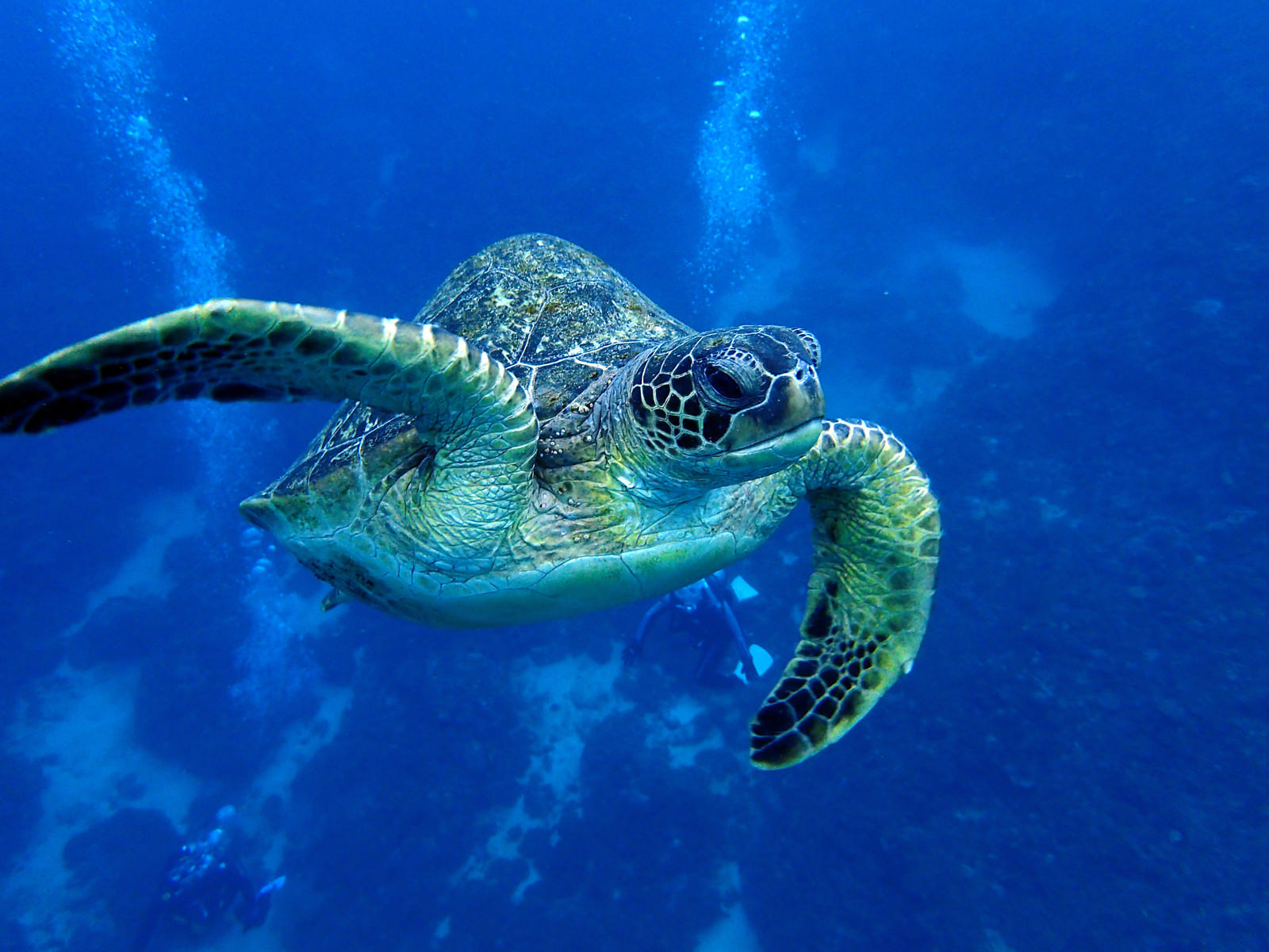 ウミガメとフジツボの関係性と海洋生態系への影響、私たちができる保護の取り組み - 雑記メーター